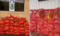 Decomisan 1.400 kilos de cebolla en controles realizados en Canindeyú y Alto Paraná