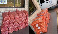 Retienen 1.100 kilos de cebolla en controles realizados Canindeyú y Alto Paraná