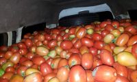 Vehículo con 2 mil kilos de tomate retienen en el puesto de Cruce Carolina