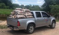 Retienen 1.250 kilos de papa en controles realizados en zona de Nanawa