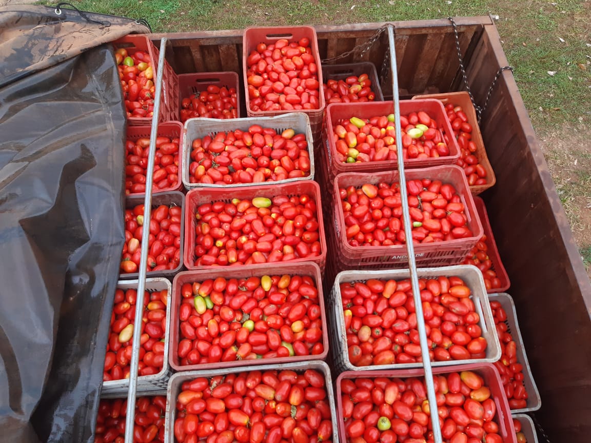 Camión con alrededor de 10.000 kilos de tomate se incauta en Horqueta