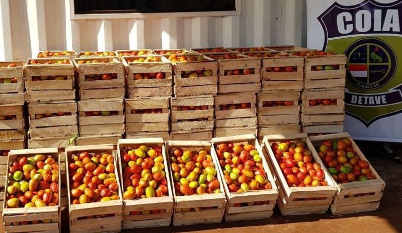 Incautan 600 kilos de tomate en el puesto de Tavapy