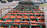 Camión con 30.000 kilos de tomate decomisan en el puesto aduanero del Kilómetro 49 del Este