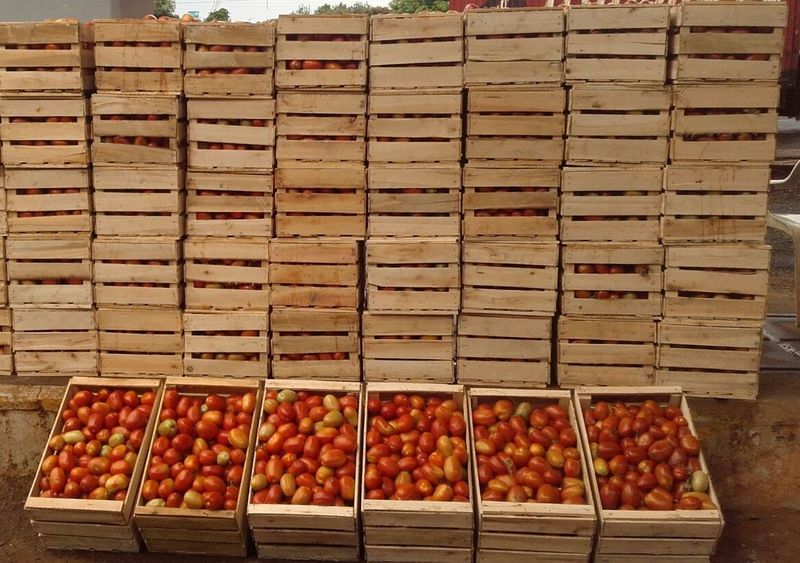 En operativo conjunto realizado en el Abasto incautan 900 kilos de tomate