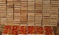 Incautan 1.050 kilos de tomate en Tavapy