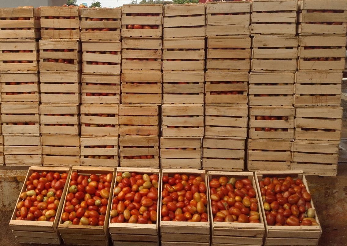 Incautan 1.050 kilos de tomate en Tavapy